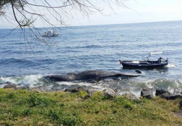 Riposto: ritorna a riva, spinta dalle correnti, la carcassa del capodoglio