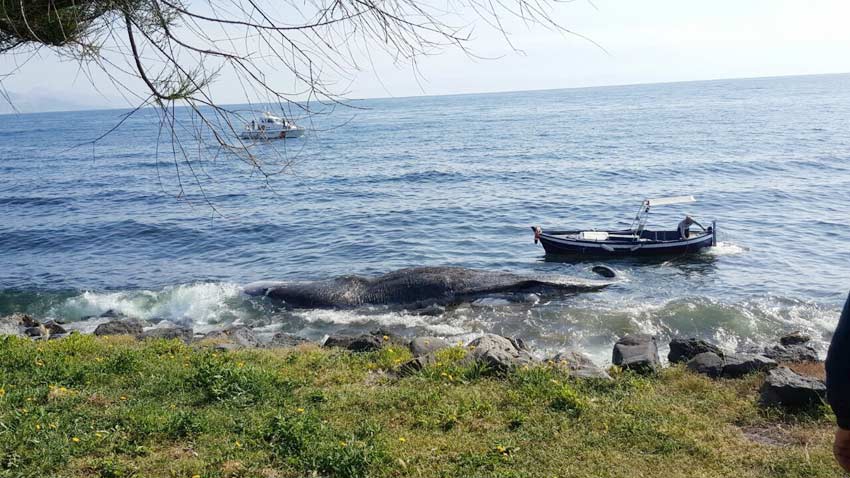 Riposto: ritorna a riva, spinta dalle correnti, la carcassa del capodoglio