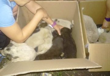 Giarre: dieci cuccioli abbandonati al campo di atletica. E' mobilitazione tra i giovani frequentatori