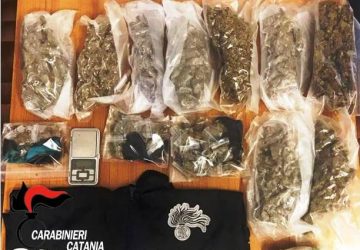 Catania, due Pitbull piazzati a guardia di 1,5 Kg di marijuana. Un arresto