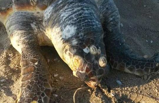 Trovate morte due tartarughe Caretta Caretta alla Playa di Catania