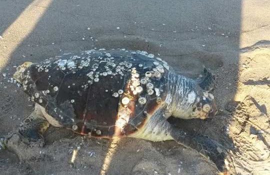 Trovate morte due tartarughe Caretta Caretta alla Playa di Catania