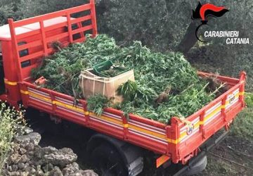 Belpasso, maxi piantagione di marijuana: arrestati per una condanna a quasi 3 anni di carcere