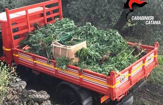 Belpasso, maxi piantagione di marijuana: arrestati per una condanna a quasi 3 anni di carcere