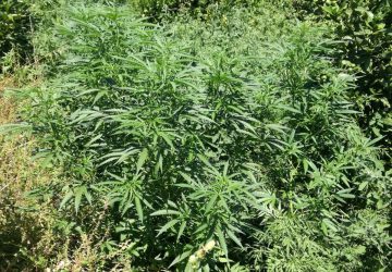 Mascali, scoperta dai Cc nuova mini piantagione di marijuana: un arresto