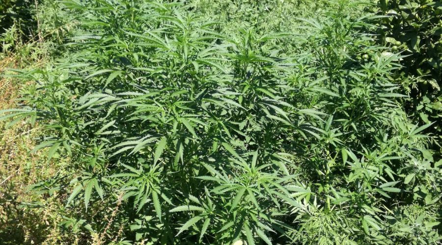 Mascali, scoperta dai Cc nuova mini piantagione di marijuana: un arresto