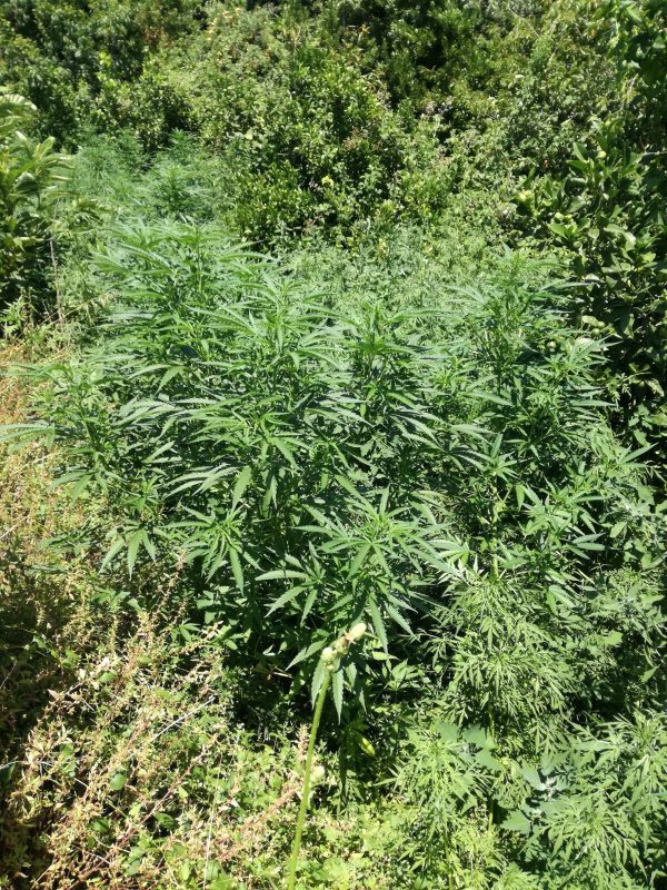 Mascali, scoperta dai Cc nuova mini piantagione di marijuana: un arresto