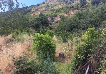 Miscarello, carabinieri scoprono piantagione di marijuana "fai da te": un arresto FOTO