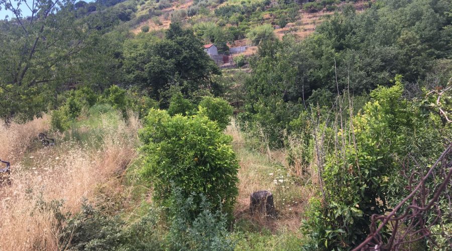 Miscarello, carabinieri scoprono piantagione di marijuana “fai da te”: un arresto FOTO