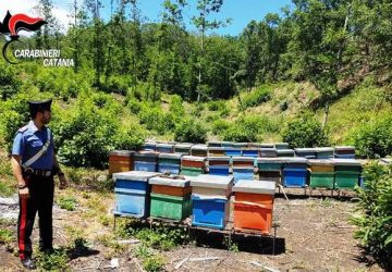 Milo: sequestrate 48 arnie abusive