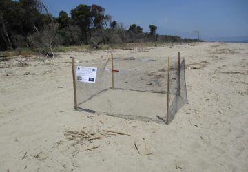 Oasi del Simeto: le tartarughe Caretta caretta hanno scelto ancora di nidificare nell&rsquo;area protetta