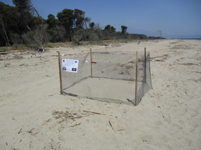 Oasi del Simeto: le tartarughe Caretta caretta hanno scelto ancora di nidificare nell’area protetta