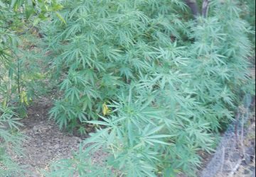 Mascali, scoperta piantagione "fai da te" con 200 piante di marijuana: due arresti