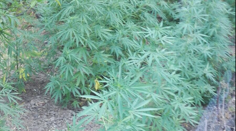 Mascali, scoperta piantagione “fai da te” con 200 piante di marijuana: due arresti