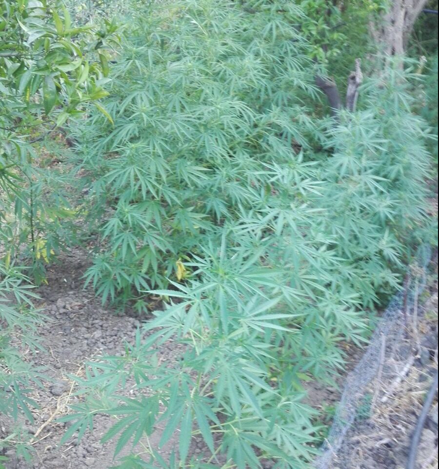 Mascali, scoperta piantagione “fai da te” con 200 piante di marijuana: due arresti