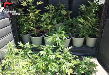 Acireale: coppia col "pollice verde" beccata con 19 piante di marijuana sul balcone. Arrestati