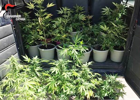 Acireale: coppia col “pollice verde” beccata con 19 piante di marijuana sul balcone. Arrestati