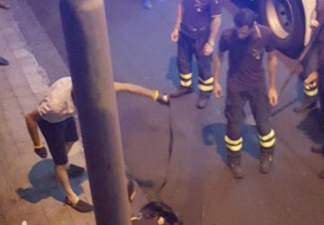 Carrubba, caccia alla serpe in strada: intervengono i vigili del fuoco