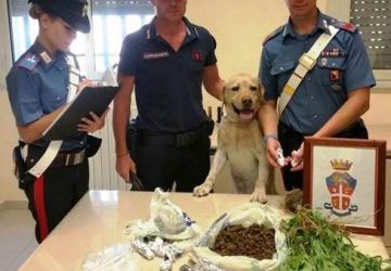 Calatabiano, coltivava marijuana a casa. Arrestato