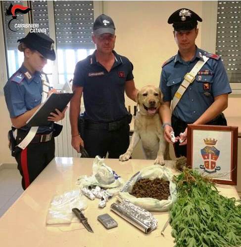 Calatabiano, coltivava marijuana a casa. Arrestato