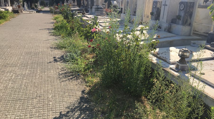 Giarre, cimitero nel degrado: erbacce e aree interdette al pubblico