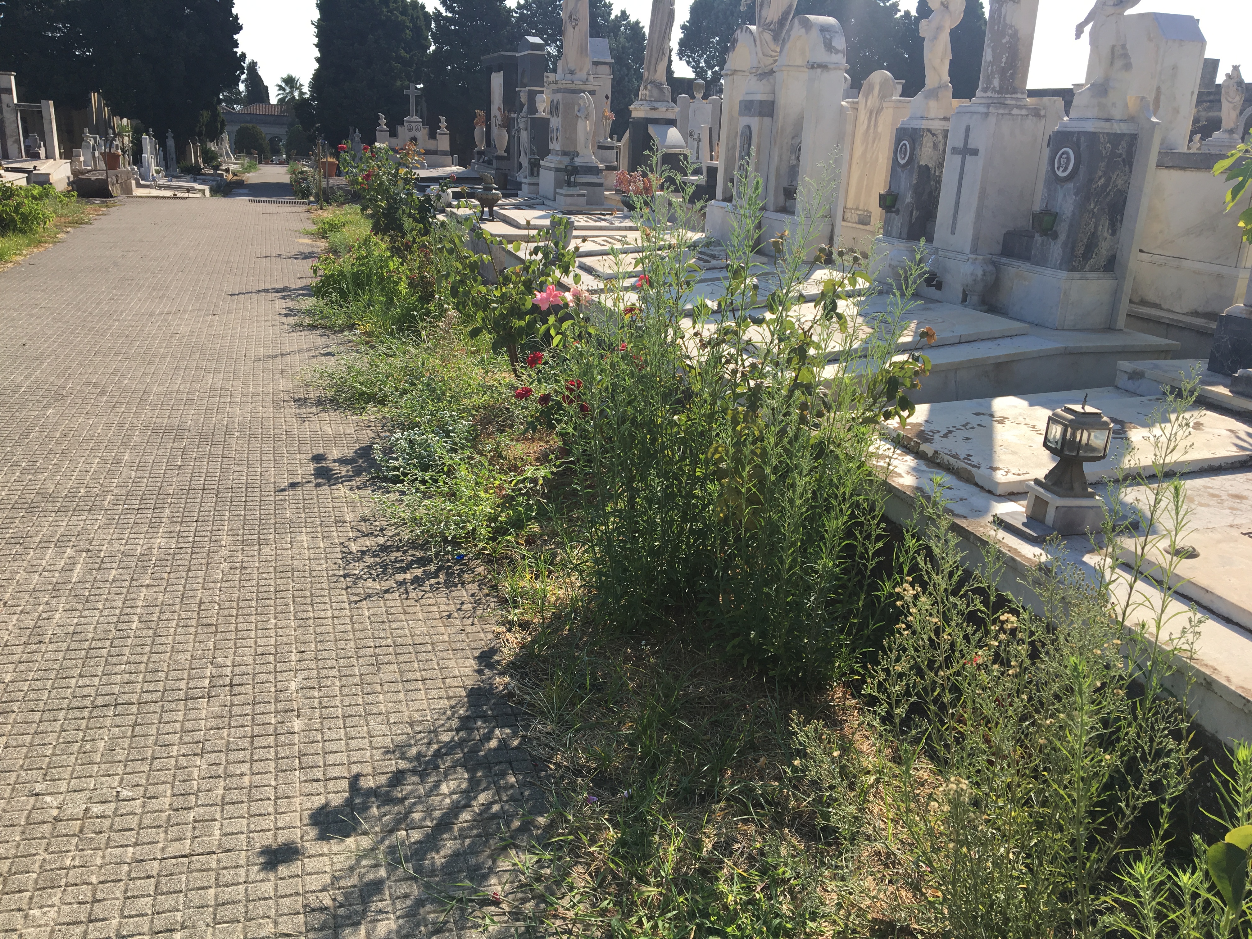 Giarre, cimitero nel degrado: erbacce e aree interdette al pubblico