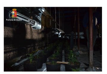 Sequestrata piantagione di marijuana in serra: un arrestato VIDEO