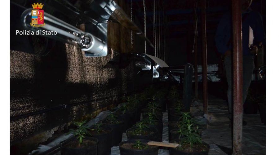 Sequestrata piantagione di marijuana in serra: un arrestato VIDEO