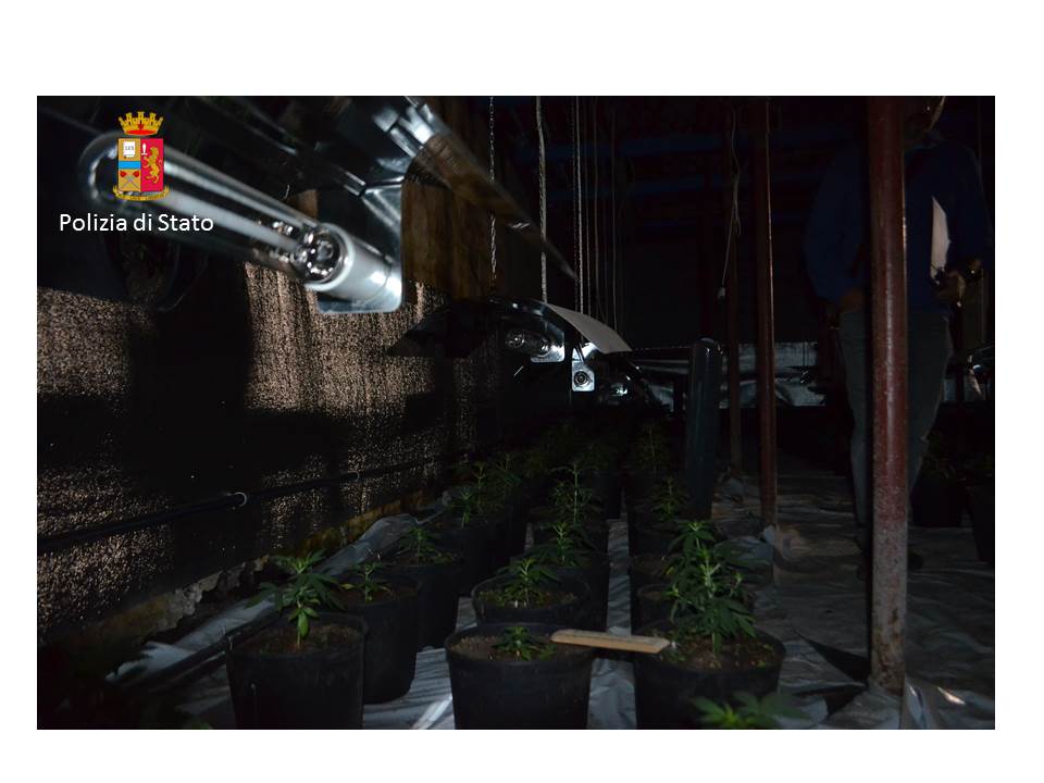 Sequestrata piantagione di marijuana in serra: un arrestato VIDEO