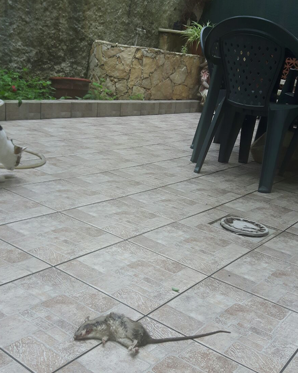 Giarre, topi a passeggio in via Gravina. Residenti esasperati VIDEO
