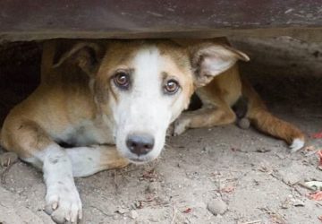 Movimento Animalista: domani a Catania la nuova formazione politica presenta le linee programmatiche