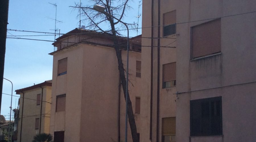 Giarre, pino spezzato dal vento si schianta contro la parete di una palazzina popolare