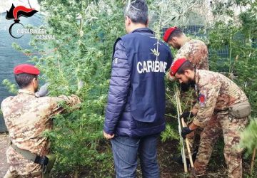 Adrano, scoperta piantagione di cannabis indica. Un arresto e tre denunce