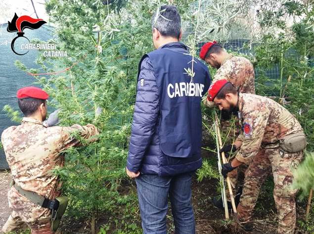 Adrano, scoperta piantagione di cannabis indica. Un arresto e tre denunce