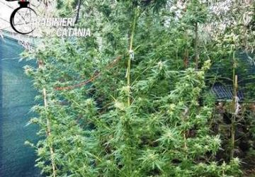 Randazzo, fisioterapista si dedicava alla coltivazione di canapa indiana: arrestato.