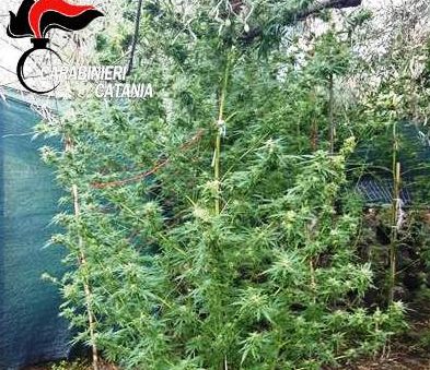 Randazzo, fisioterapista si dedicava alla coltivazione di canapa indiana: arrestato.