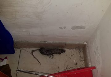 Giarre, via Gravina &egrave; ancora allarme topi. Altro che derattizzazione