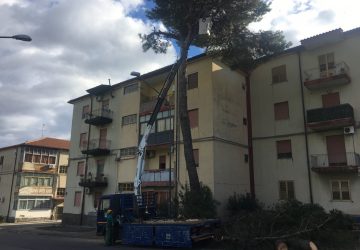 Giarre, quartiere Satellite: completata messa in sicurezza pini pericolanti