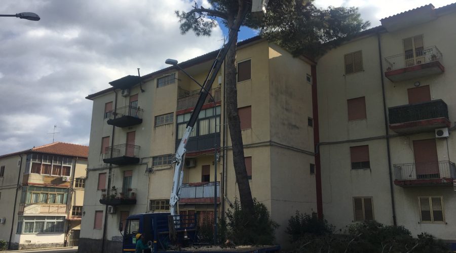 Giarre, quartiere Satellite: completata messa in sicurezza pini pericolanti