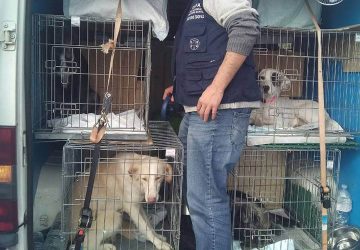 Catania, fermato un furgone che trasportava 20 cani ed un gatto: denunciate 8 persone