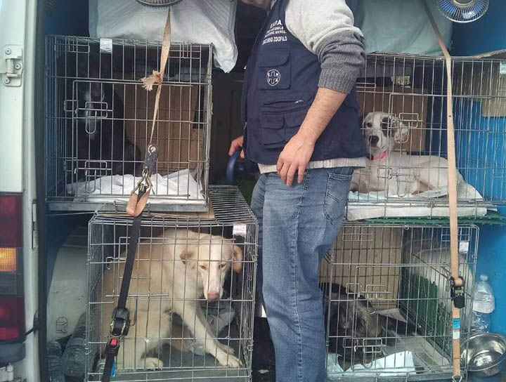 Catania, fermato un furgone che trasportava 20 cani ed un gatto: denunciate 8 persone