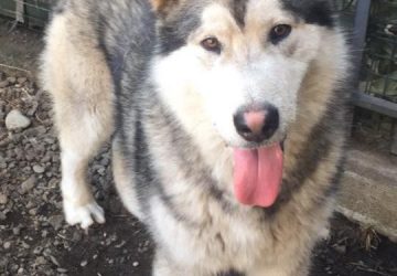 Mascali, auto investe e uccide un cane senza fermarsi. Il toccante appello del proprietario: "gesto ingiustificabile"