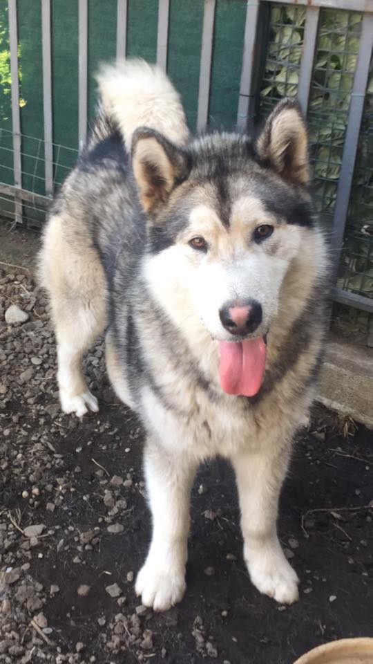 Mascali, auto investe e uccide un cane senza fermarsi. Il toccante appello del proprietario: “gesto ingiustificabile”