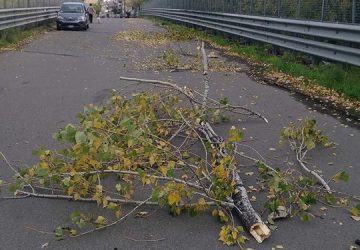 Macchia: caduta di un grosso ramo di pioppo in Via Firenze