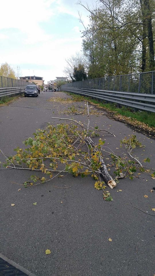 Macchia: caduta di un grosso ramo di pioppo in Via Firenze