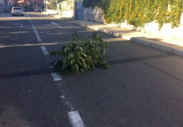 Giarre, nella grata di via Settembrini &ldquo;germoglia&rdquo; una pianta di patate