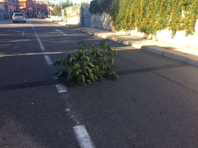 Giarre, nella grata di via Settembrini “germoglia” una pianta di patate