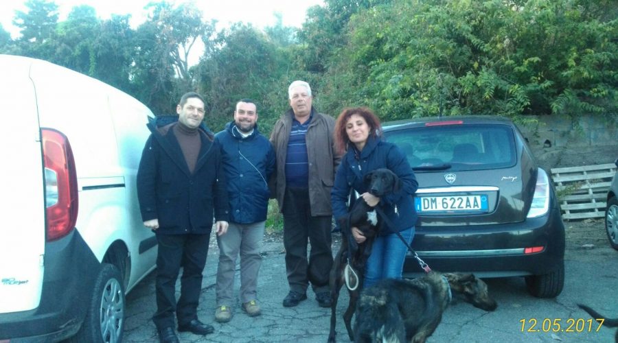 Mascali, curato e sterilizzato torna in libertà “Gentile”