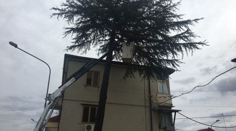 Giarre, interventi di messa in sicurezza dei pini al quartiere Satellite VIDEO