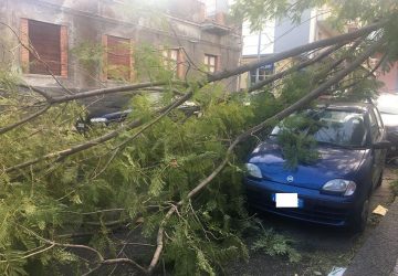 Giarre, raffiche di vento: albero cade su un'auto in via Teatro VIDEO